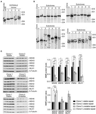 Chronic Exposure to Cadmium and Antioxidants Does Not Affect the Dynamics of Expanded CAG•CTG Trinucleotide Repeats in a Mouse Cell Culture System of Unstable DNA